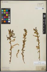 Foto von Salix alba subsp. vitellina (L.) Arcang.